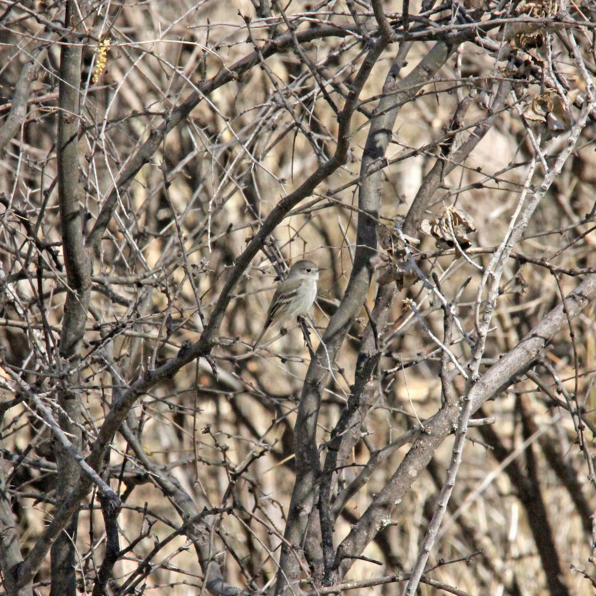 Gray Flycatcher - ML615329349