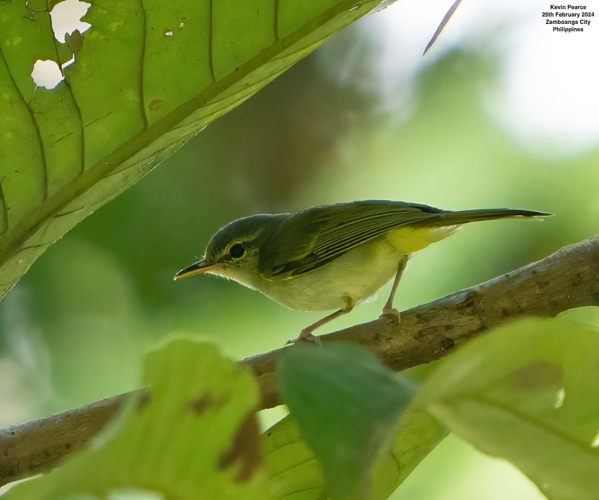 Philippine Leaf Warbler - ML615329362