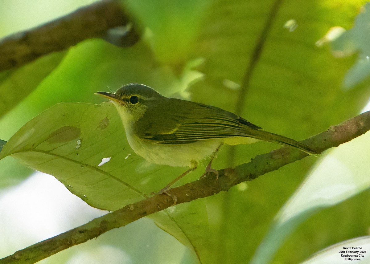 Philippine Leaf Warbler - ML615329363