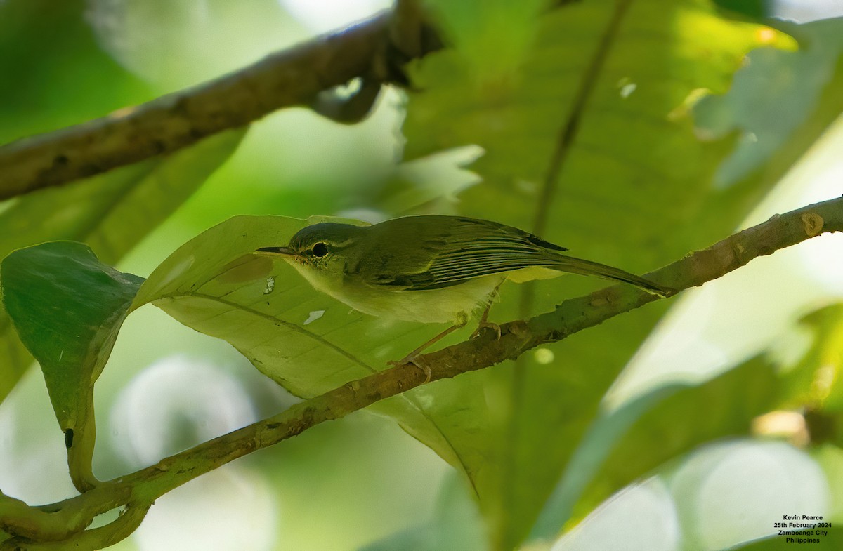 Mosquitero de Mindanao - ML615329364