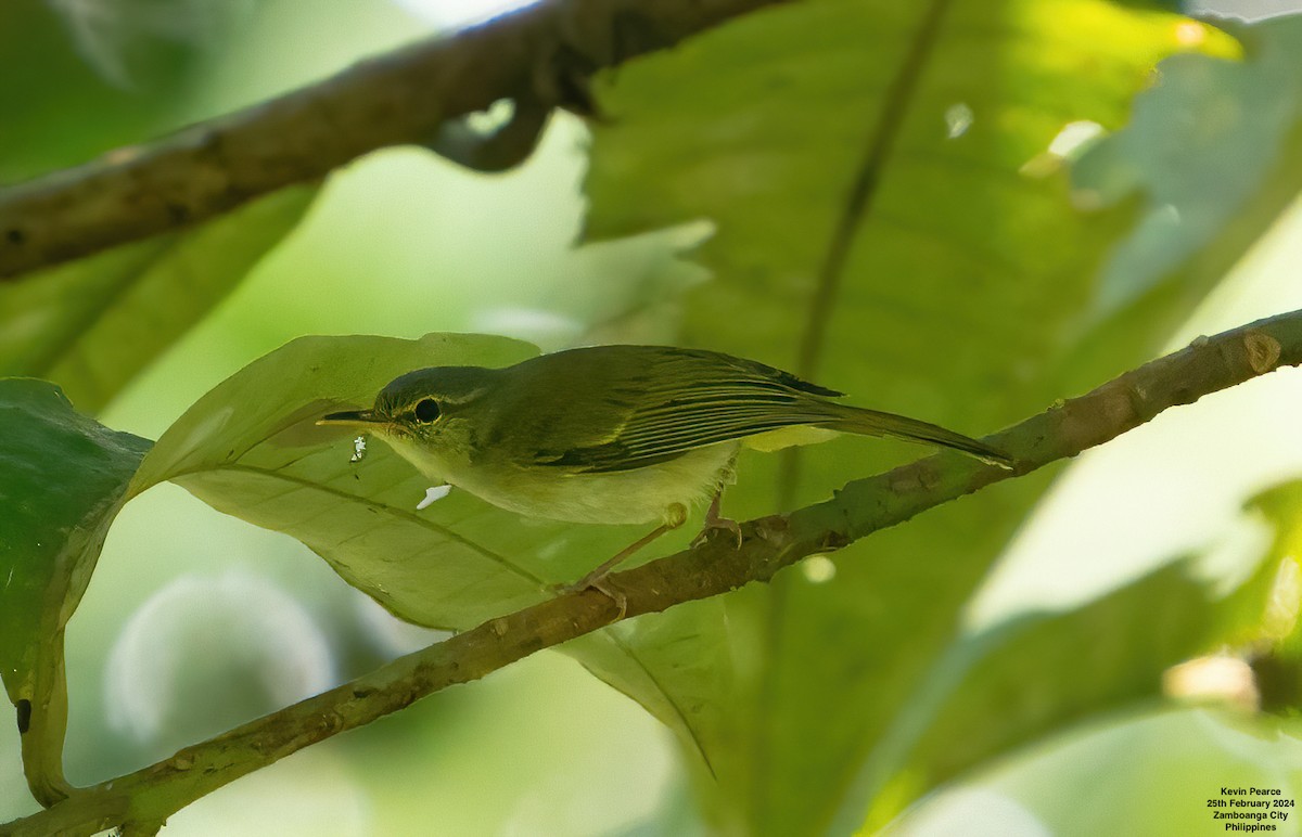 Philippine Leaf Warbler - ML615329365