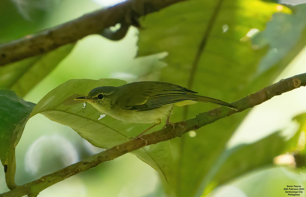 Mosquitero de Mindanao - ML615329365