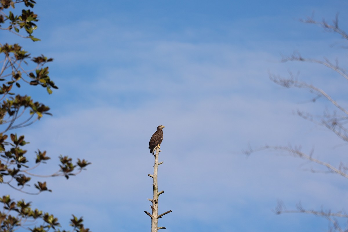 Bald Eagle - ML615329366