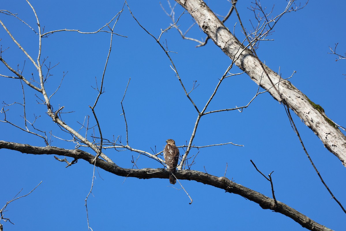 Cooper's Hawk - ML615329369