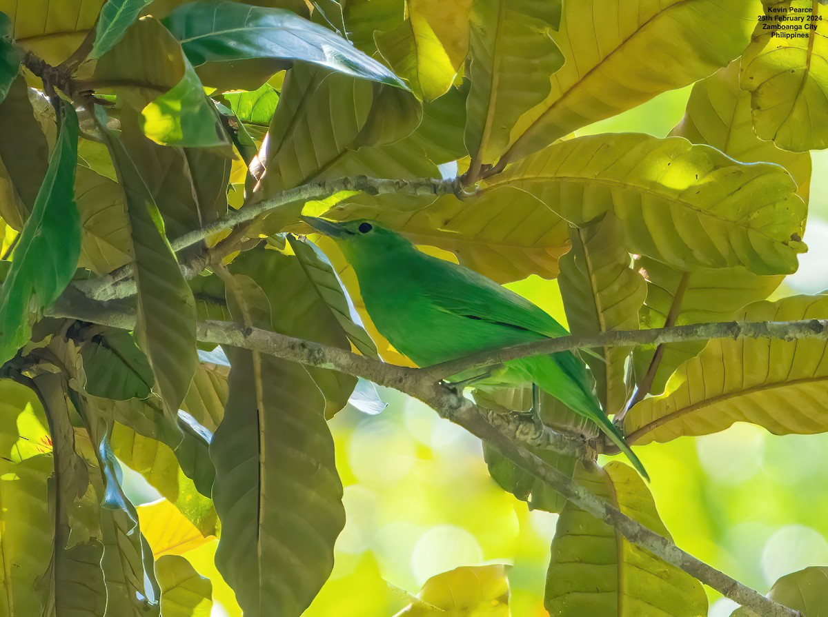 Philippine Leafbird - Kevin Pearce