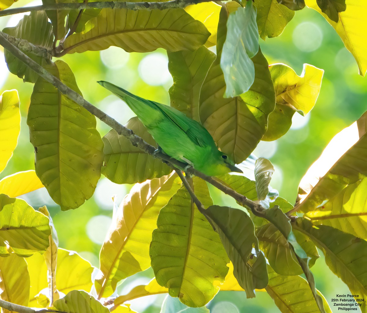 Philippine Leafbird - Kevin Pearce