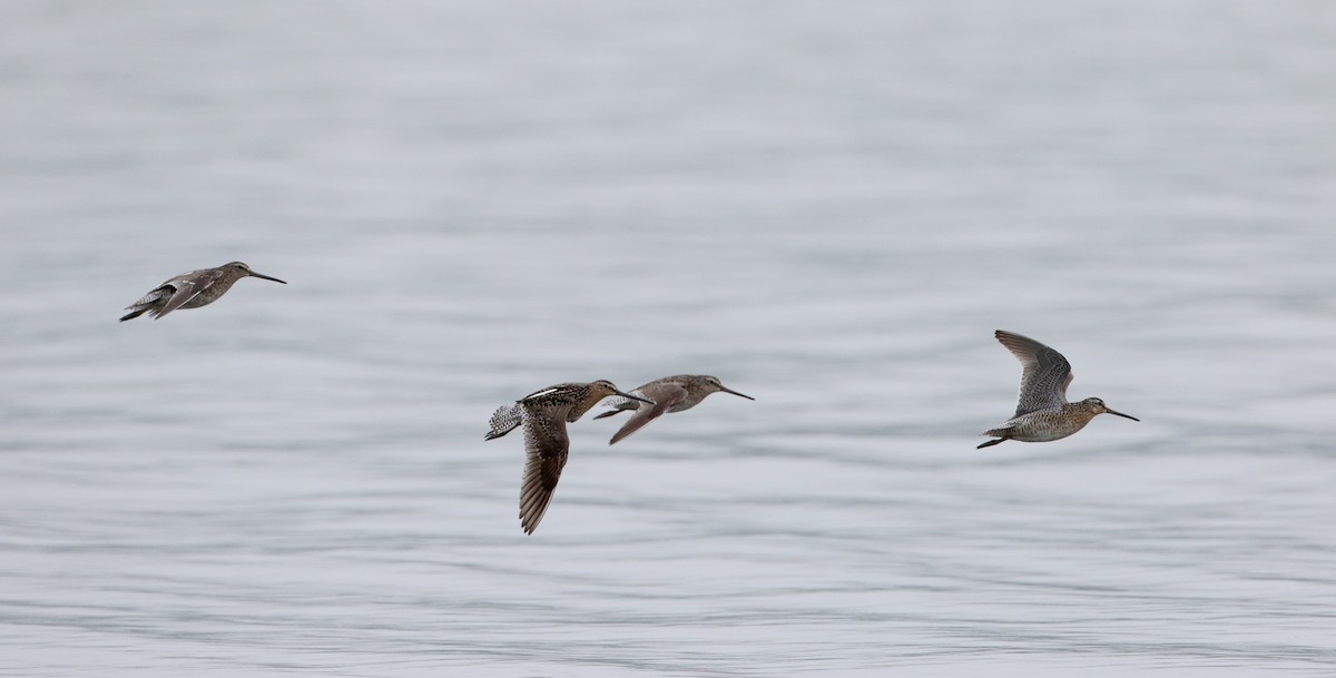 Short-billed Dowitcher (griseus) - ML61532941