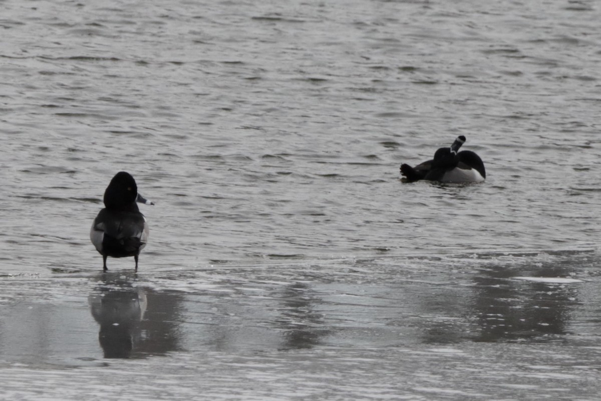 Ring-necked Duck - ML615329434