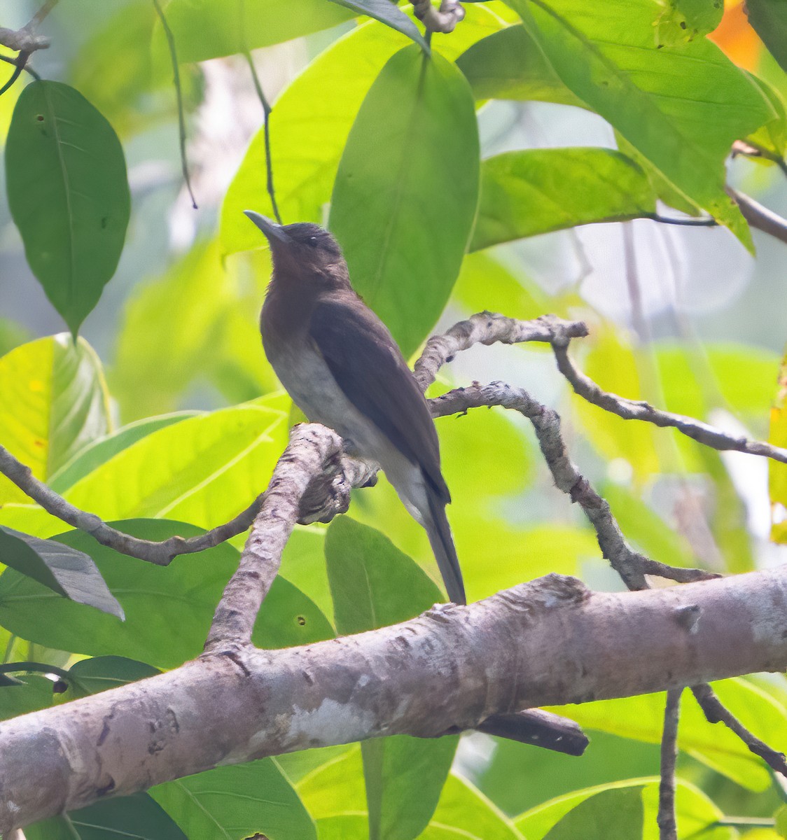 Bulbul Gorjirrufo - ML615329445