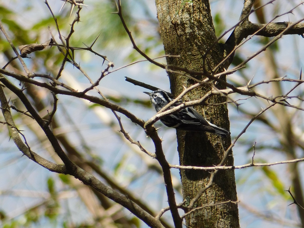 Black-and-white Warbler - ML615329449