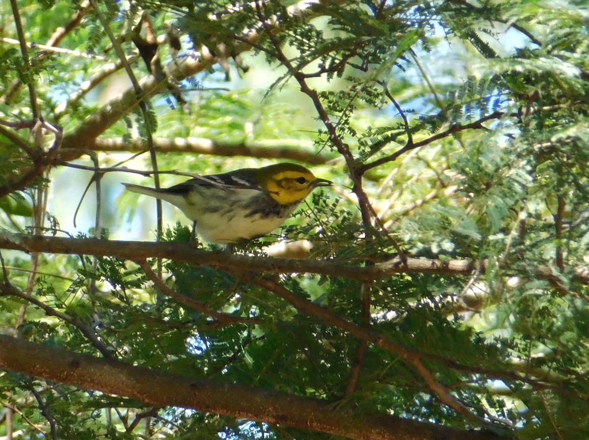 Black-throated Green Warbler - ML615329510