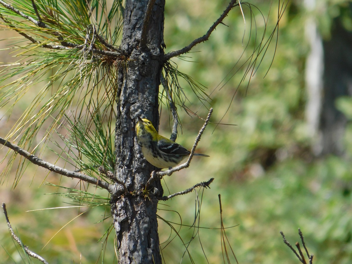 Black-throated Green Warbler - ML615329511