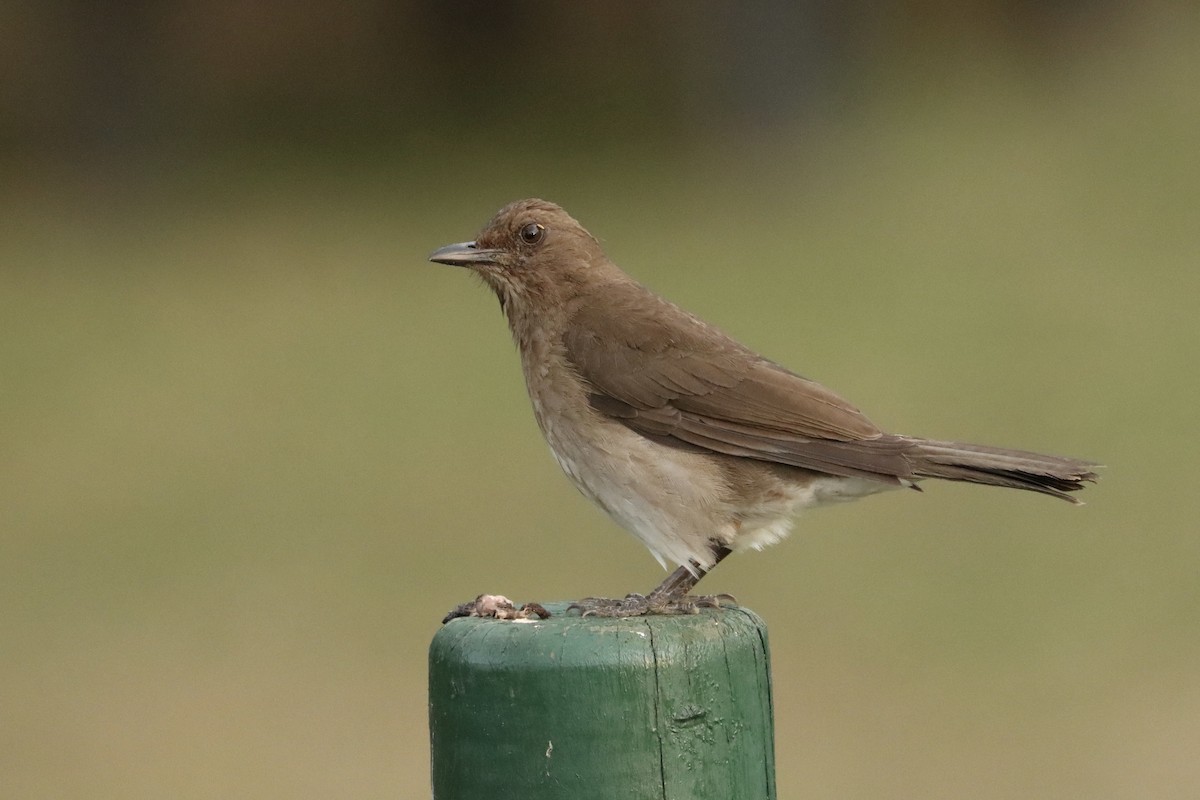 Black-billed Thrush - ML615329518