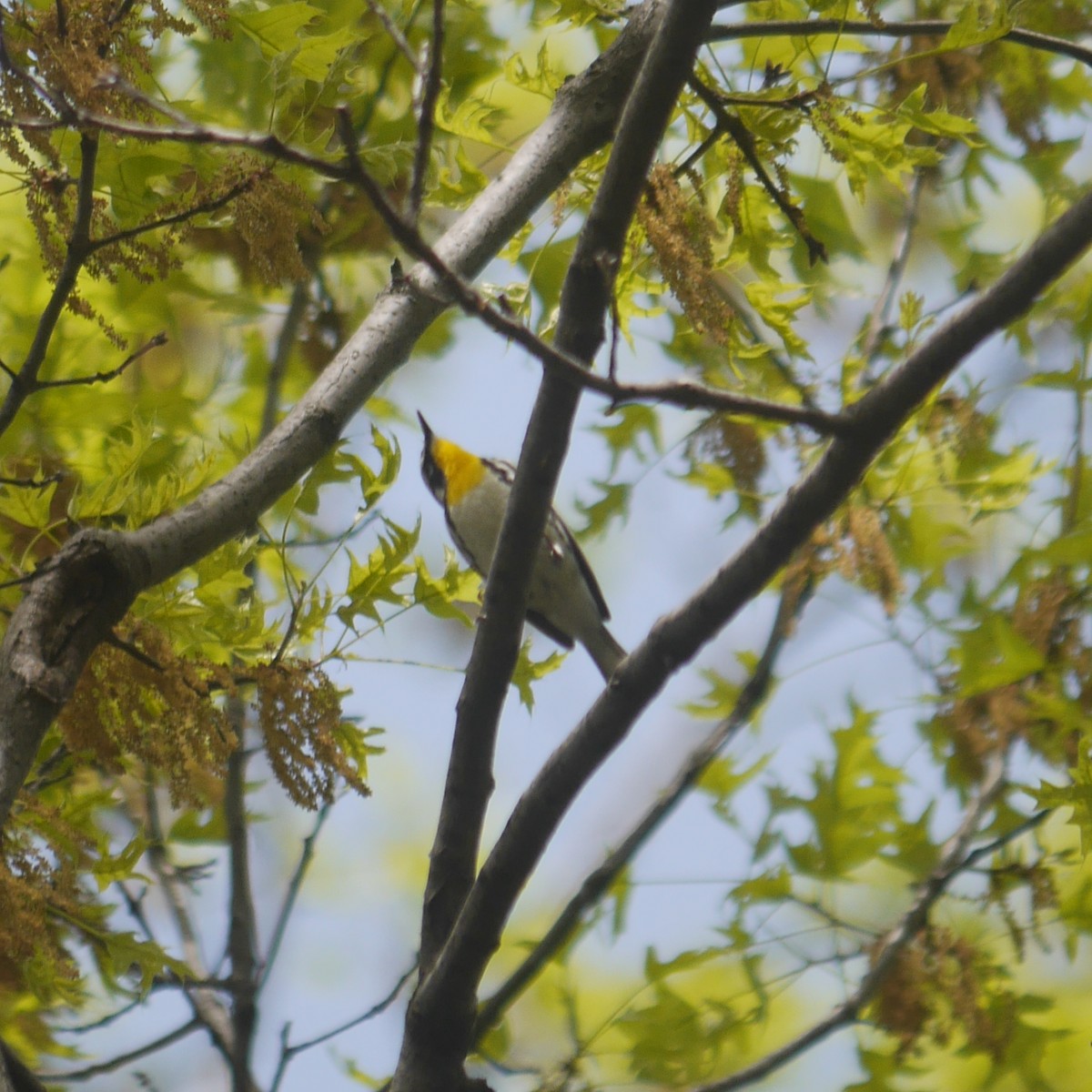 Yellow-throated Warbler - ML615329519