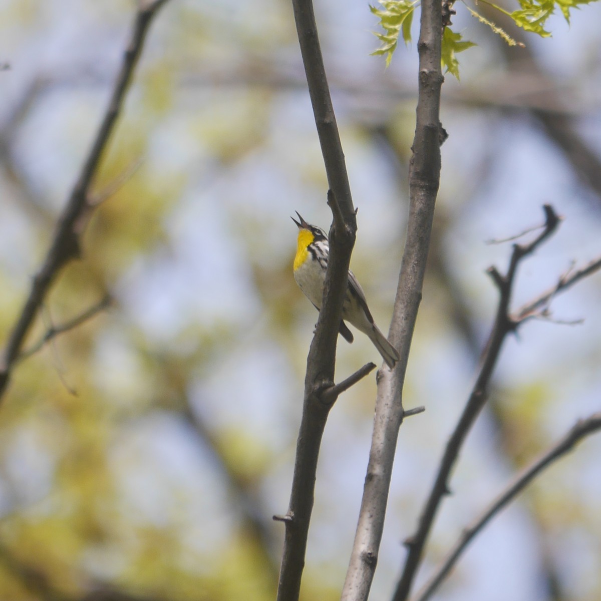 Yellow-throated Warbler - ML615329520