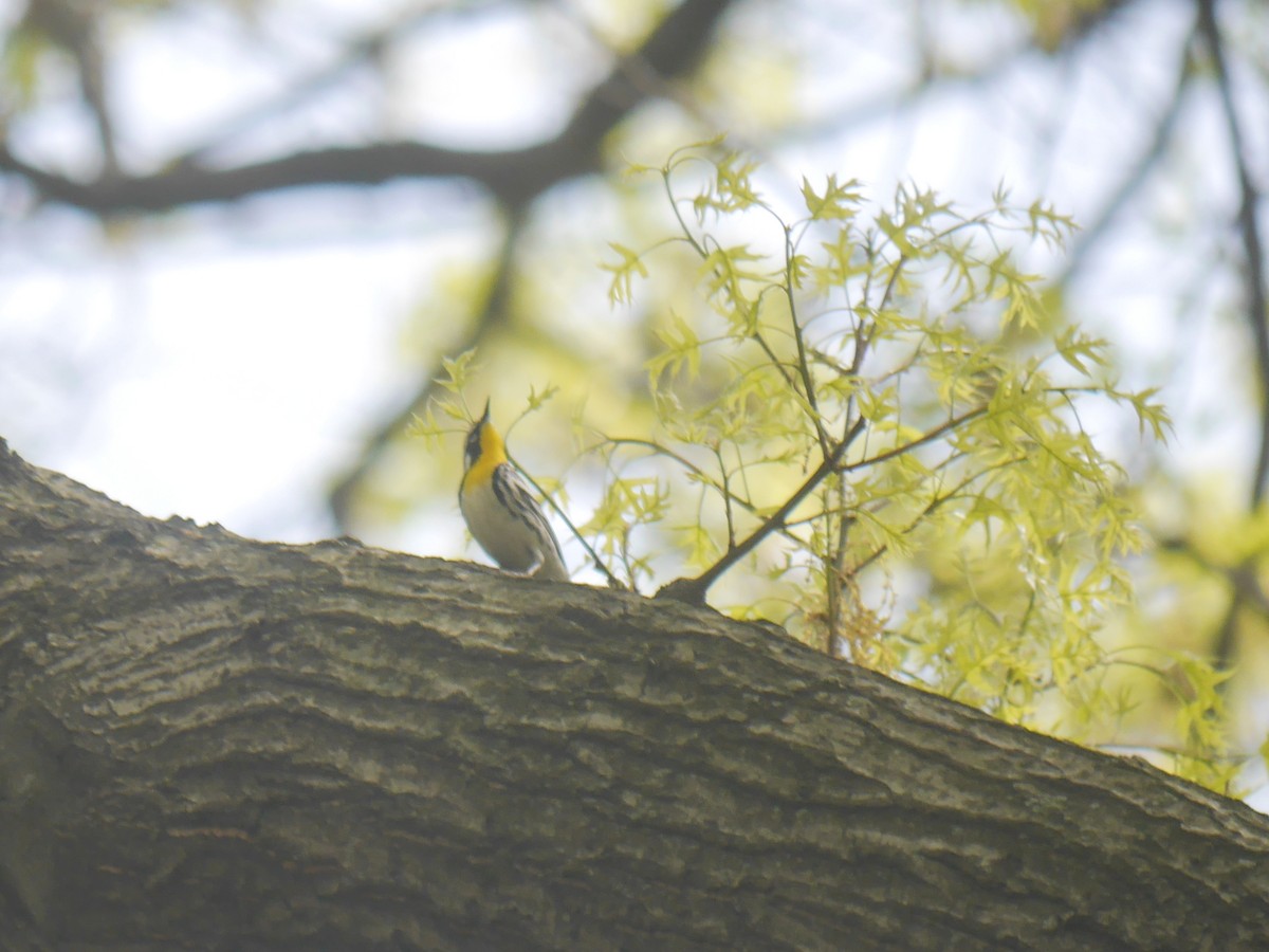 Yellow-throated Warbler - ML615329521