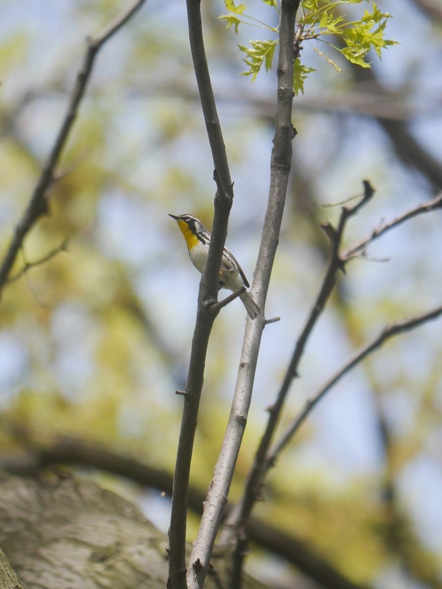 Paruline à gorge jaune - ML615329524