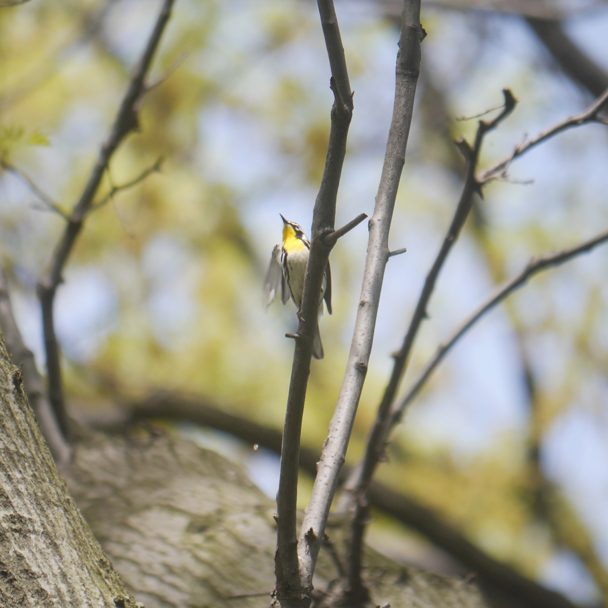 Yellow-throated Warbler - ML615329525