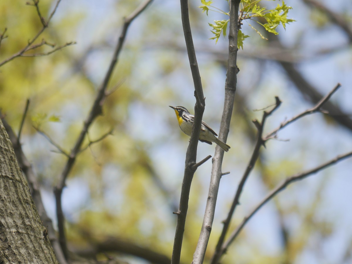 Yellow-throated Warbler - ML615329526