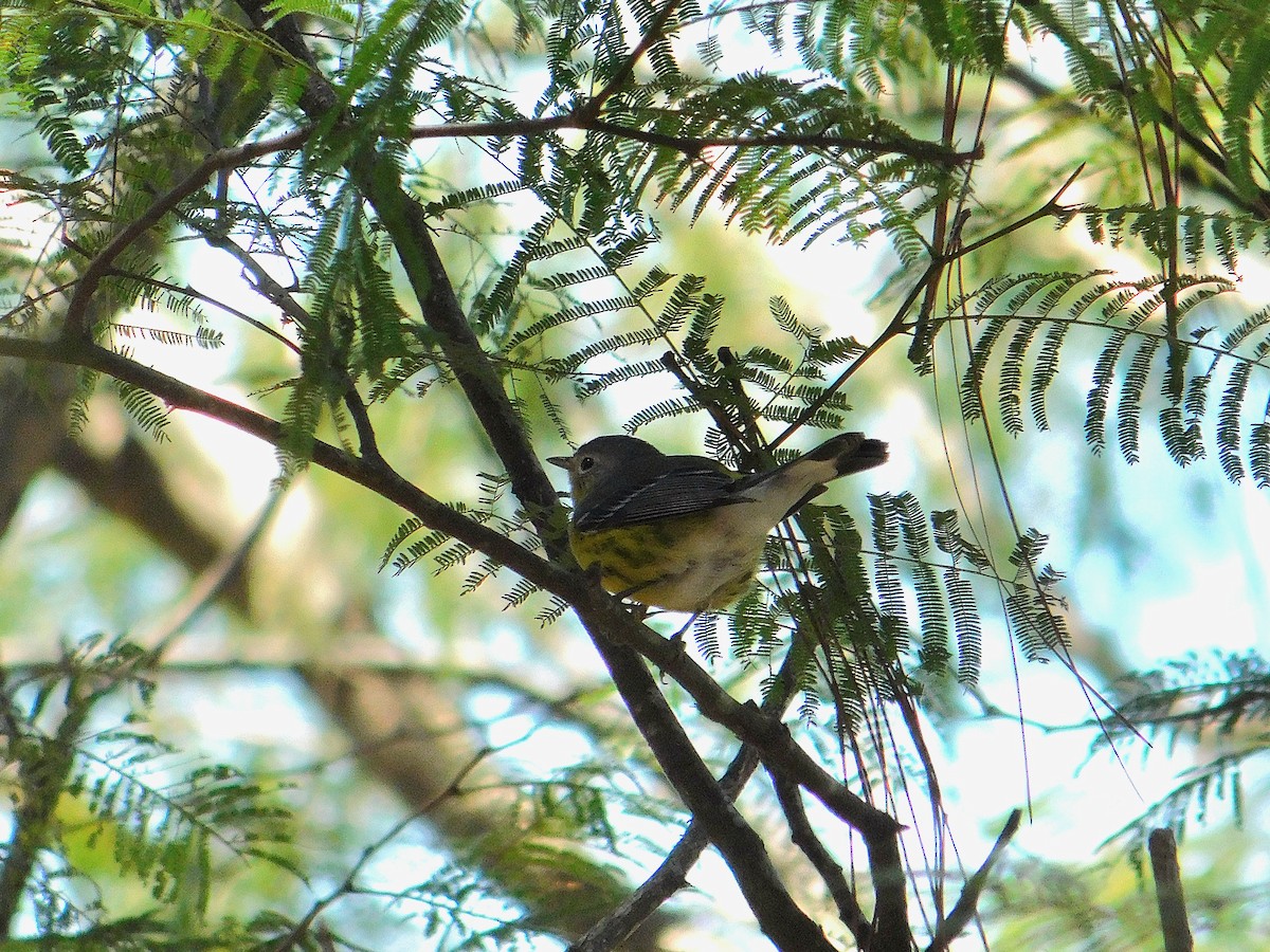 Magnolia Warbler - ML615329544