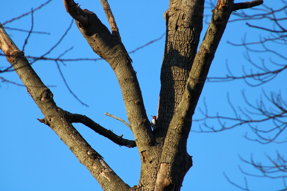 Red-headed Woodpecker - ML615329549