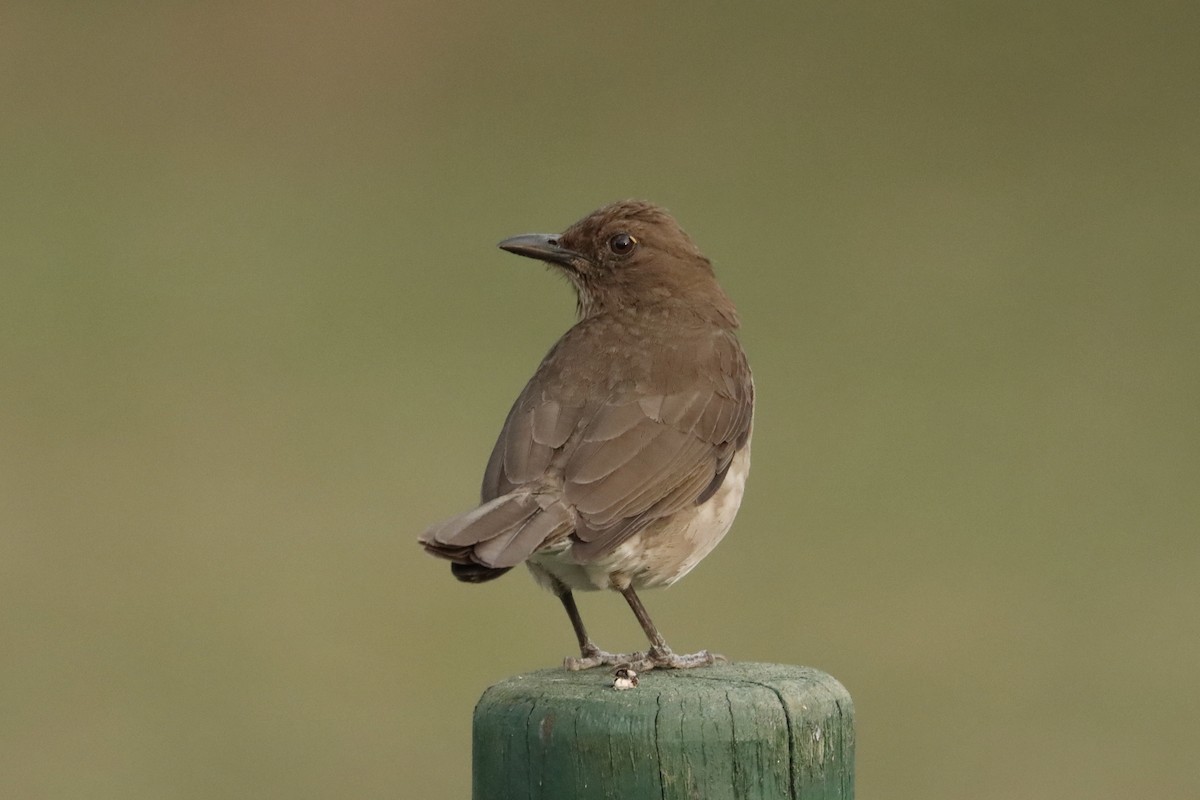 Black-billed Thrush - ML615329560