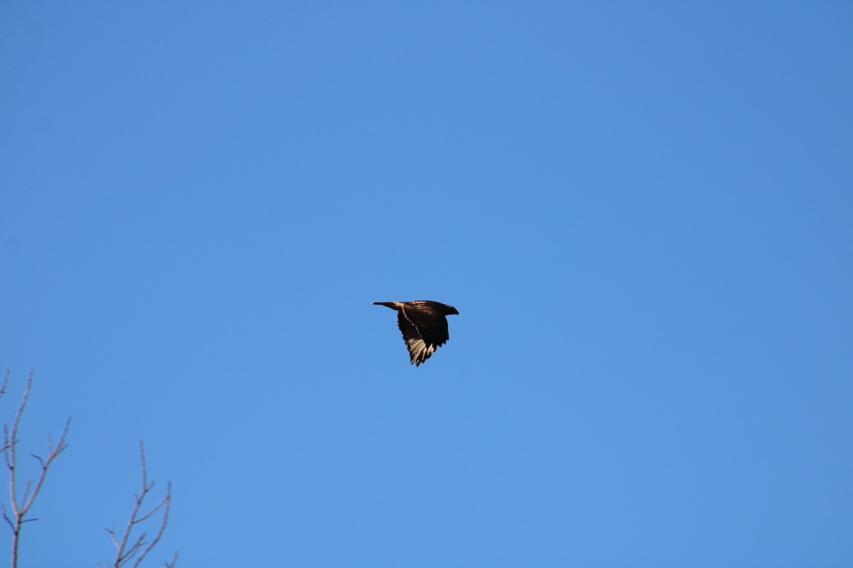 Red-tailed Hawk - ML615329602