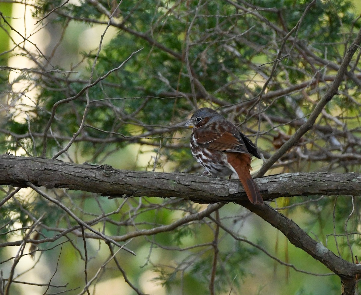 Fox Sparrow (Red) - ML615329625