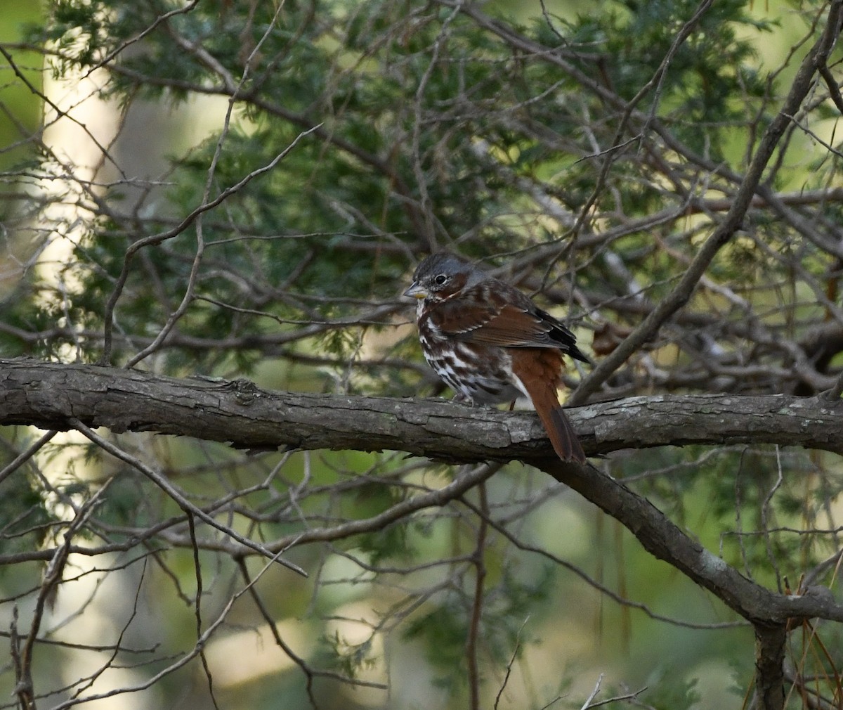 Fox Sparrow (Red) - ML615329630