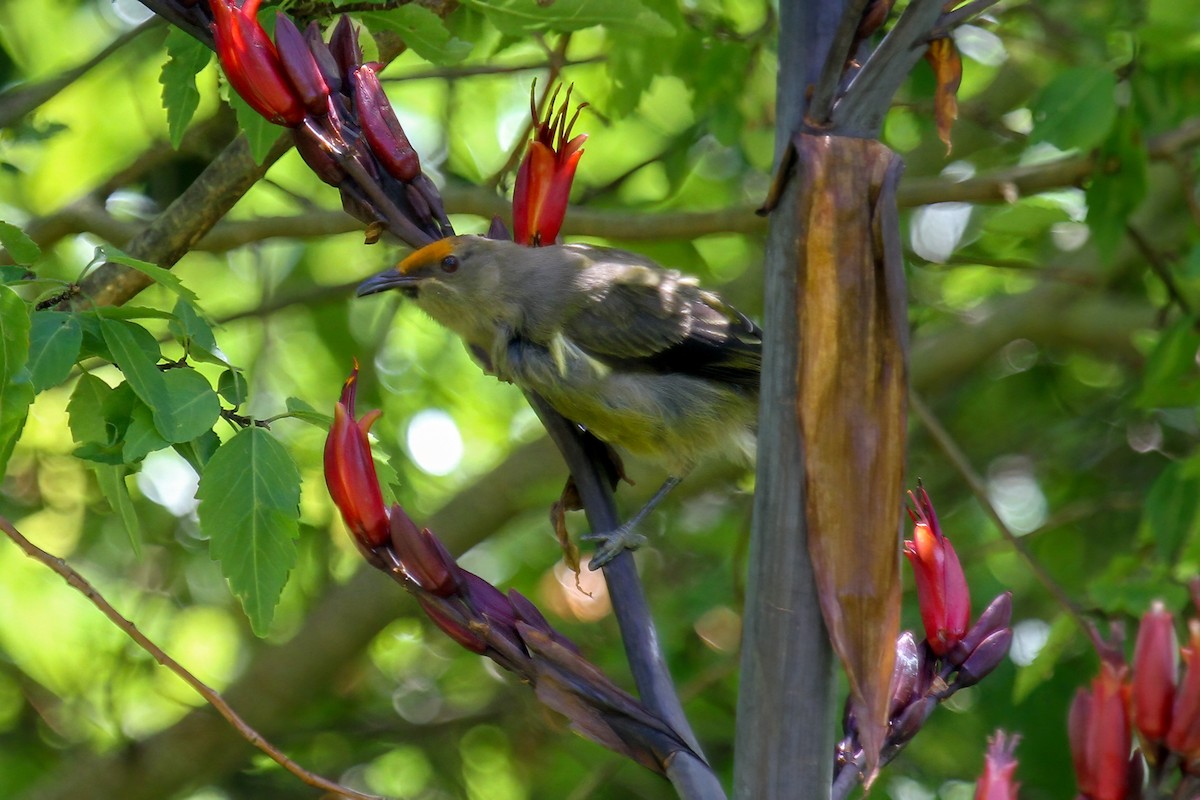 New Zealand Bellbird - ML615329648