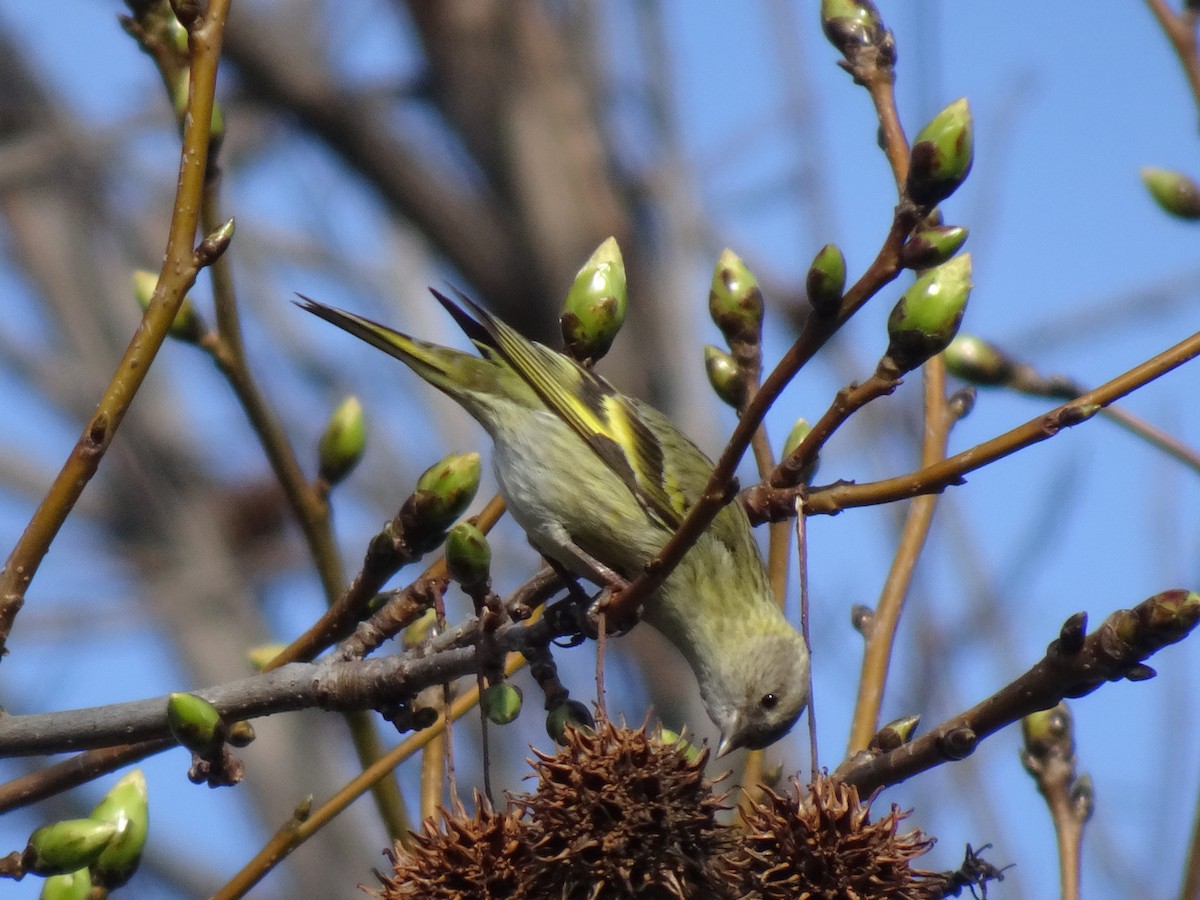 Pine Siskin - ML615329662