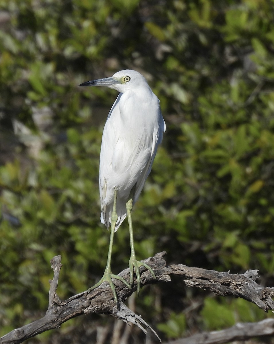 Little Blue Heron - Jeff Sauer