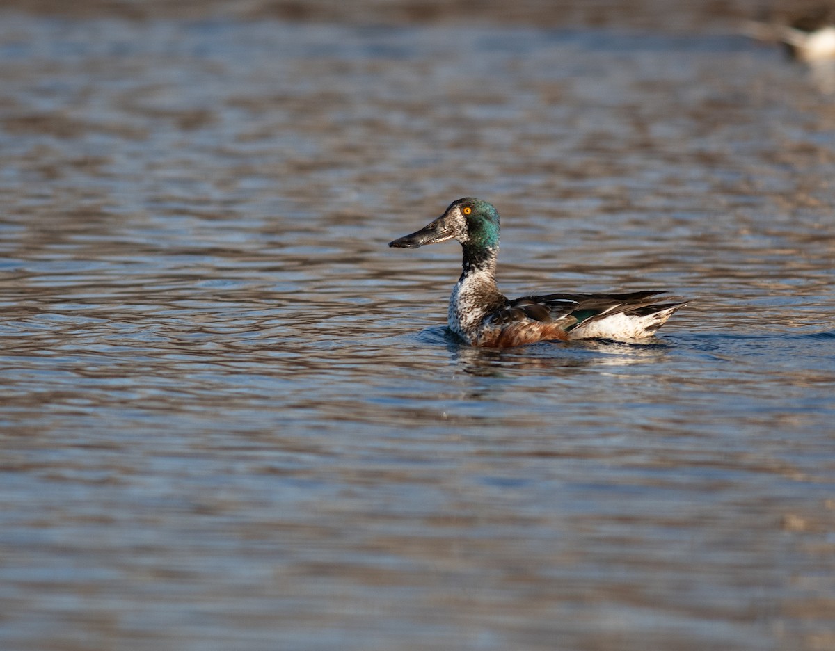 Northern Shoveler - ML615329708