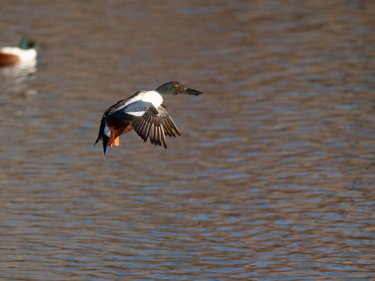 Northern Shoveler - ML615329709