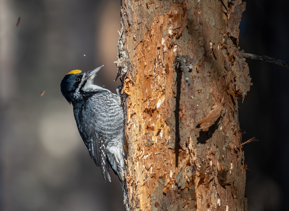 Black-backed Woodpecker - ML615329731