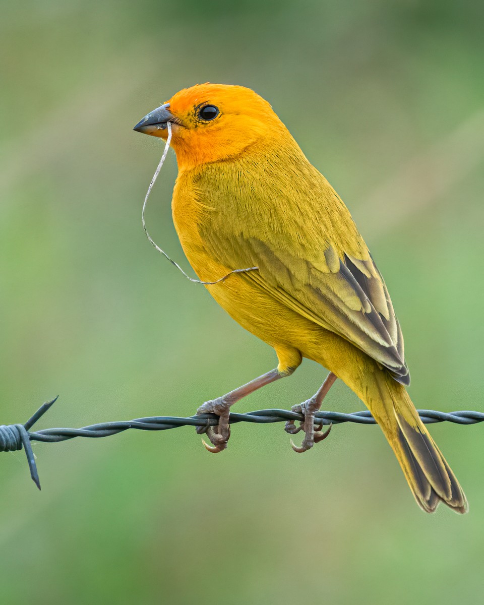 Saffron Finch - ML615329860