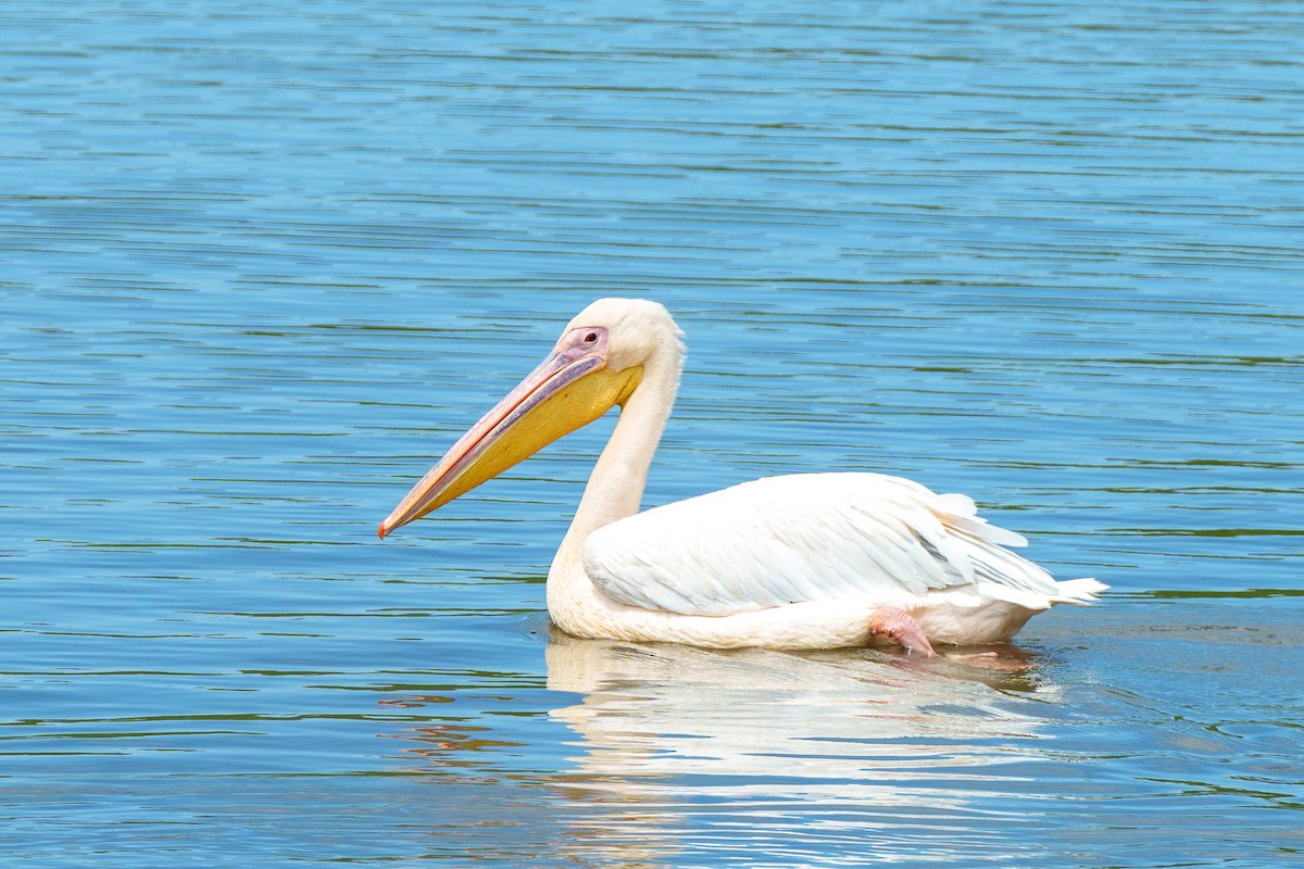 Great White Pelican - ML615329888