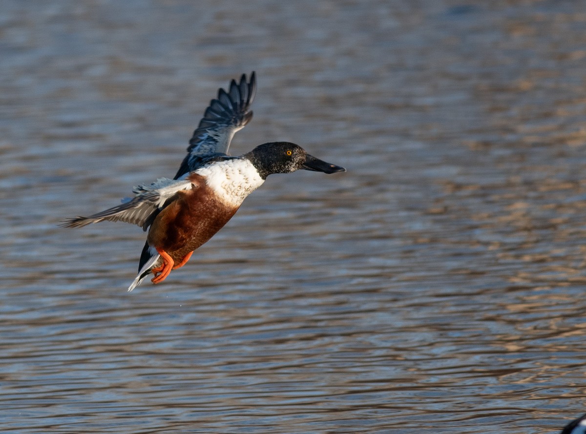 Northern Shoveler - ML615329889