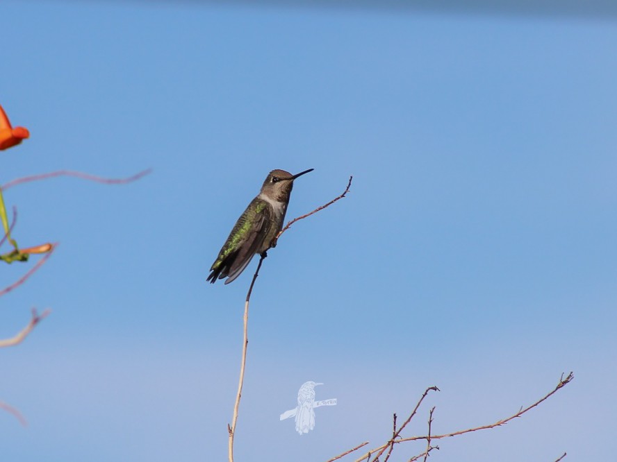 rødmaskekolibri - ML615329924