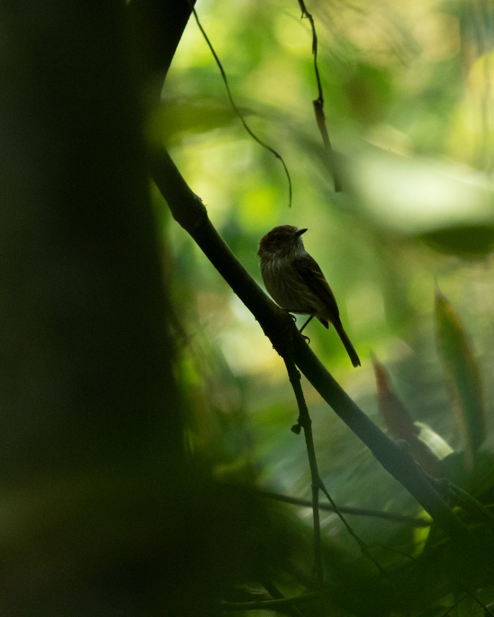 Scale-crested Pygmy-Tyrant - ML615329932