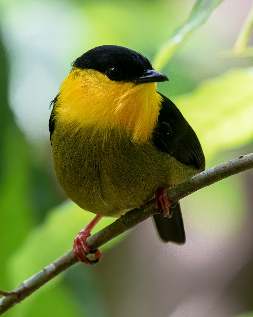 Golden-collared Manakin - David Monroy Rengifo