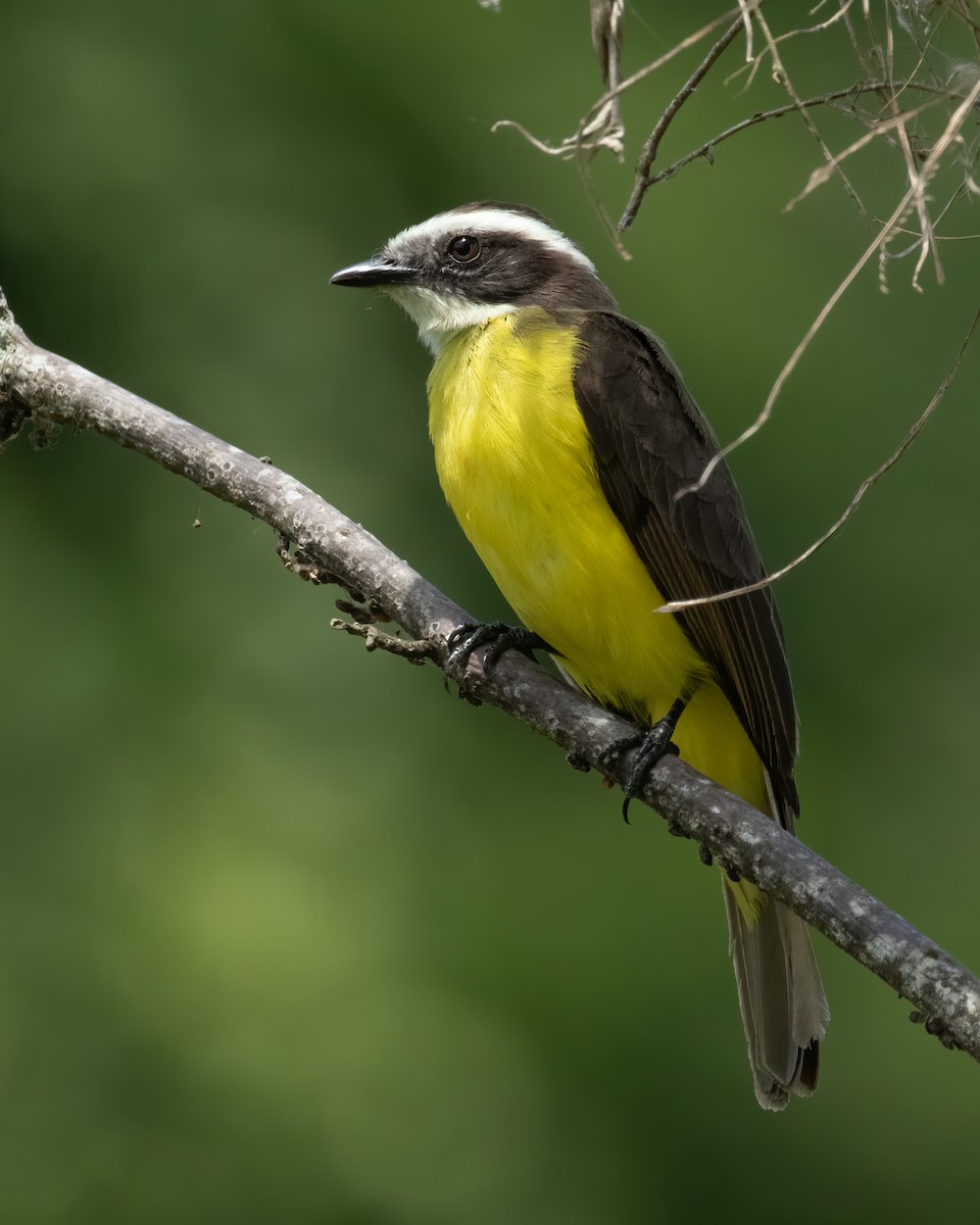 Rusty-margined Flycatcher - ML615329966