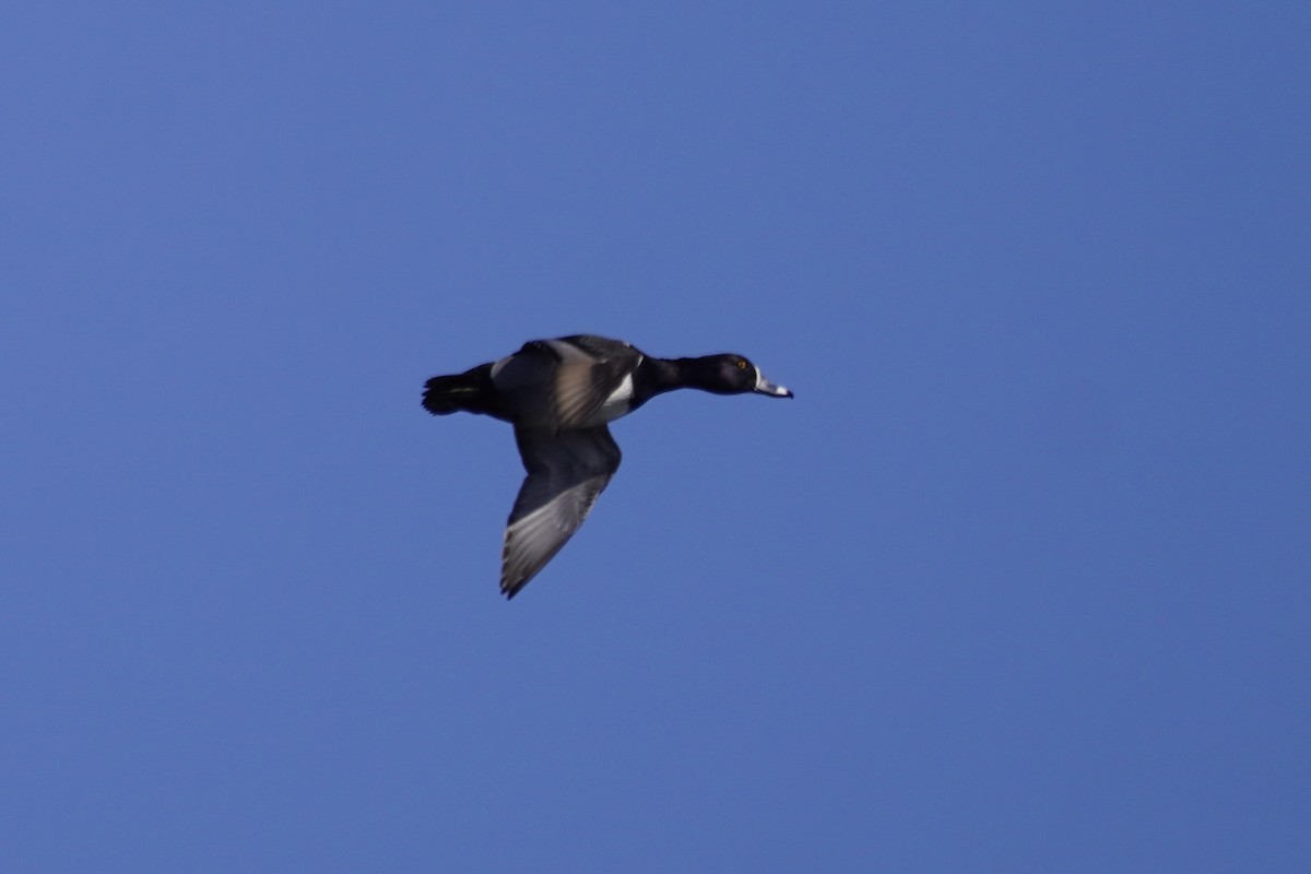 Ring-necked Duck - ML615330049
