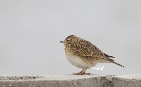 Oriental Skylark - ML615330085