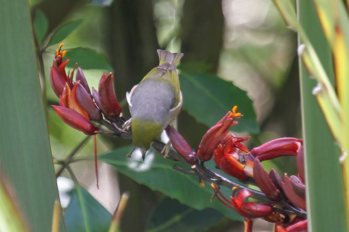 Silvereye - ML615330089