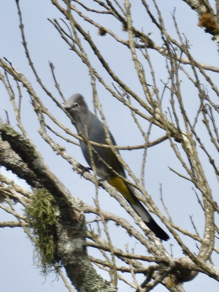 Gray Silky-flycatcher - ML615330189