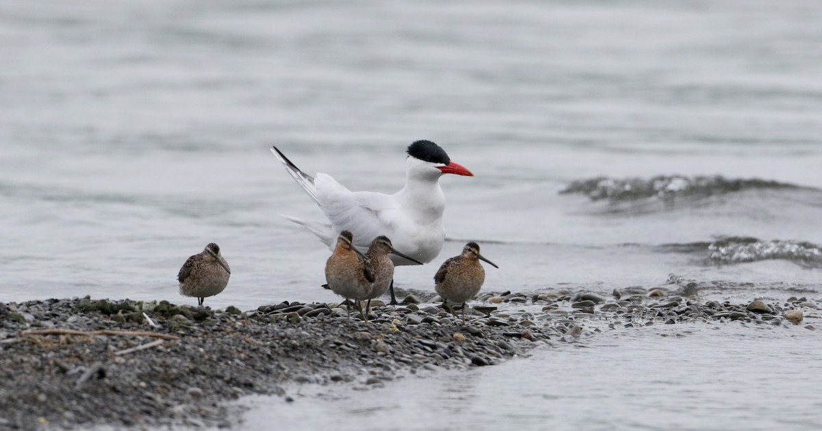 Caspian Tern - Jay McGowan