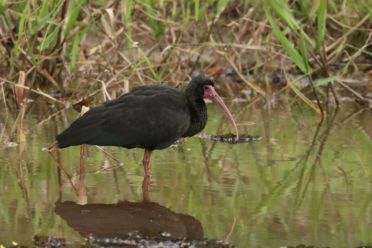 Ibis à face nue - ML615330235