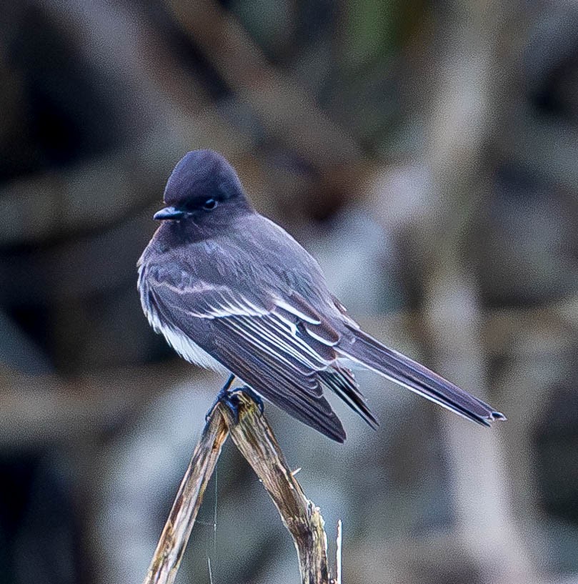 Black Phoebe - ML615330260