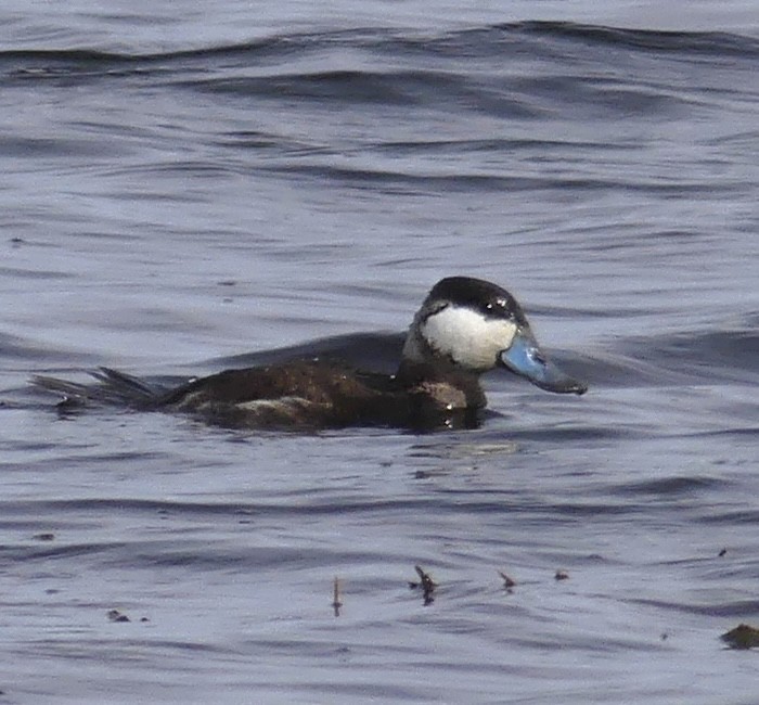 Ruddy Duck - Jonathan Strandjord